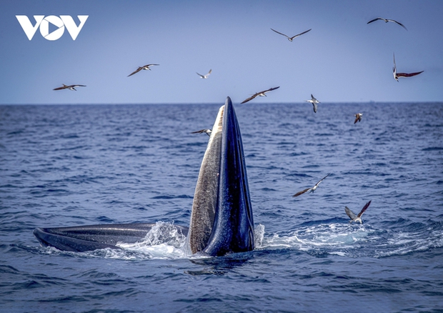 A whale leaps out of the water with its mouth open to catch prey in the blue sea, surrounded by flocks of seagulls circling above, a breathtaking scene.