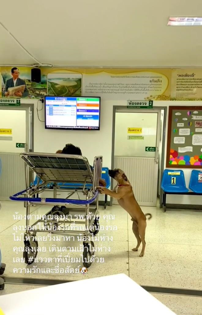 Loyal Dog Stays by Owner’s Side During Hospital Stay 1 Worried dog stays close to man lying on stretcher, capturing hearts online.