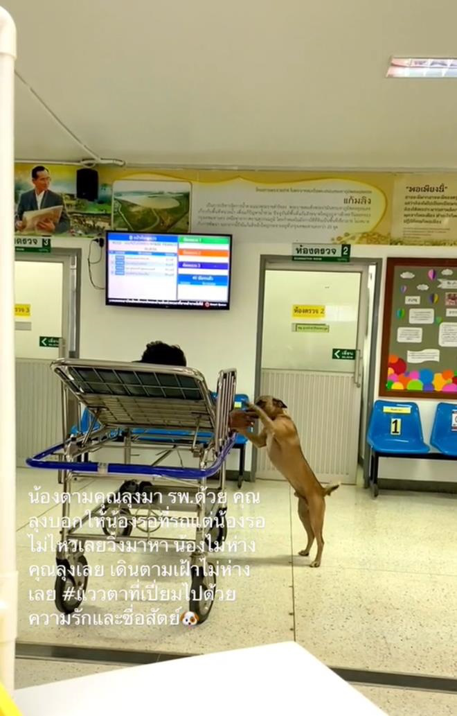 Loyal Dog Stays by Owner’s Side During Hospital Stay 2 Nong Duangdee gently licks owner's hand to comfort him.