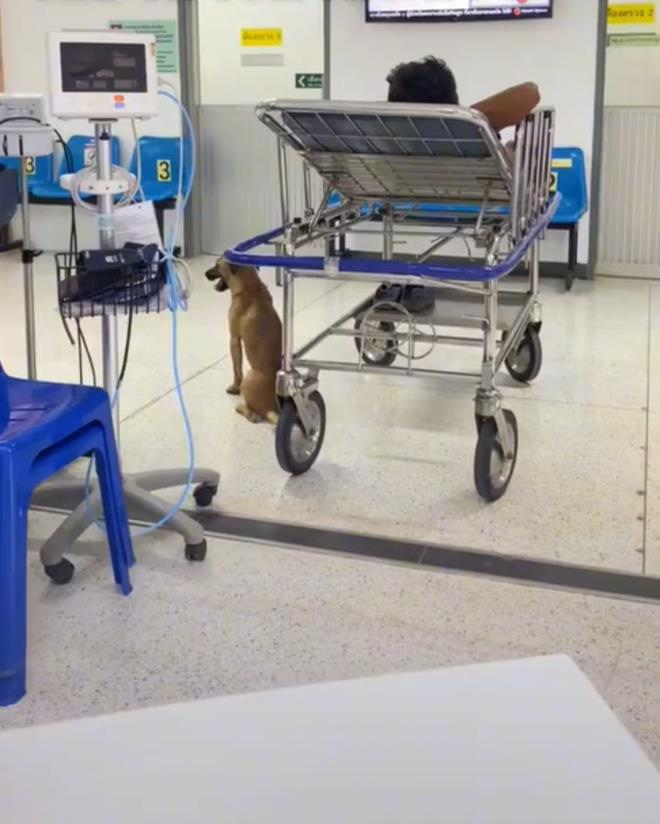 Loyal Dog Stays by Owner’s Side During Hospital Stay 4 Throughout the hospital stay, the dog never left its owner's side.
