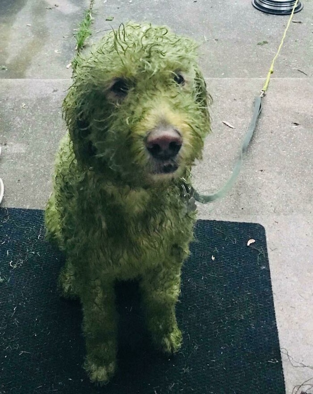 Master-level camouflage.
