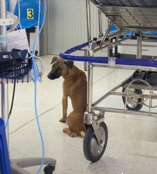 Loyal Dog Stays by Owner’s Side During Hospital Stay 5 Nong Duangdee's adorable expressions have won everyone's hearts.