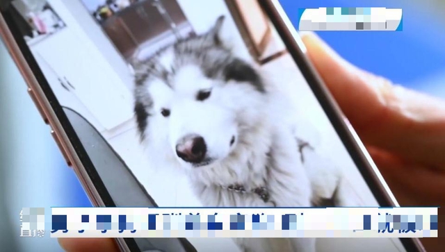 Man trying to communicate with dog