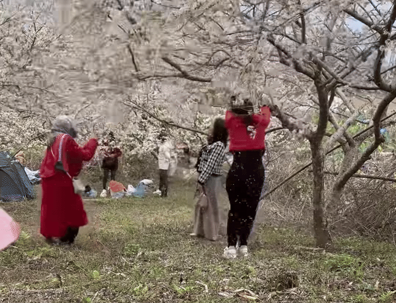 Three Girls Shake Plum Trees for Photos, Sparking Outrage - Image 4.