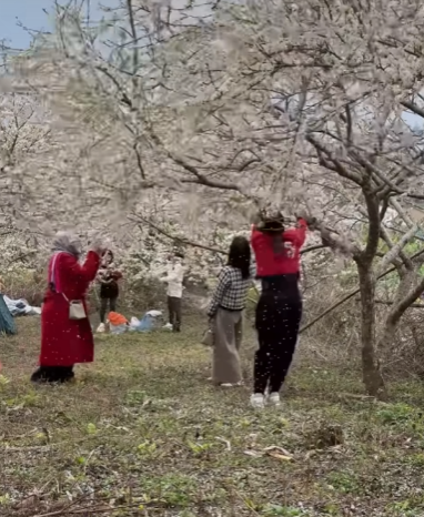 Three Girls Shake Plum Trees for Photos, Sparking Outrage - Image 3.