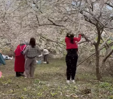 Three Girls Shake Plum Trees for Photos, Sparking Outrage - Image 2.