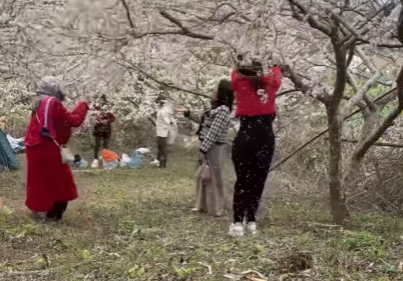 Three Girls Shake Plum Trees for Photos, Sparking Outrage - Image 1.