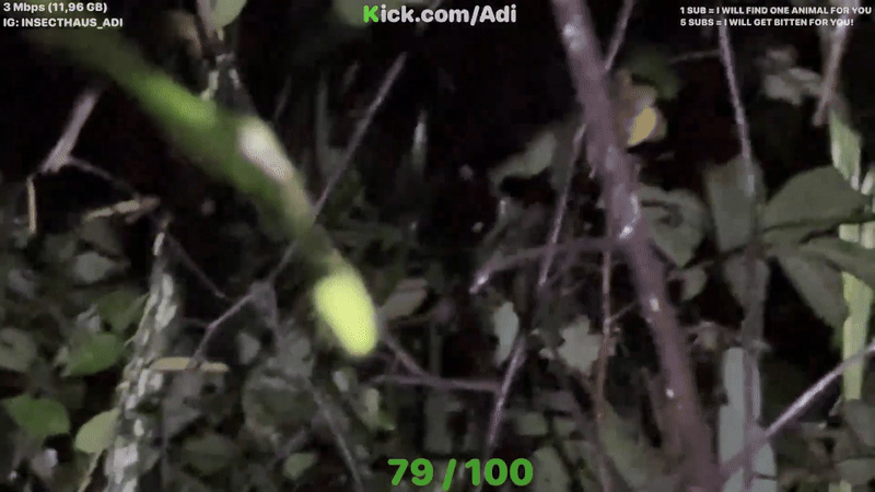 YouTuber Escapes Close Call with Tiger While Hunting Insects at Night 3 ezgif 1978c602ccac9f 1757476075658 17574760767641293899866 1757476118657 1757476120472644773826 1757651904434 17576519046881372950380