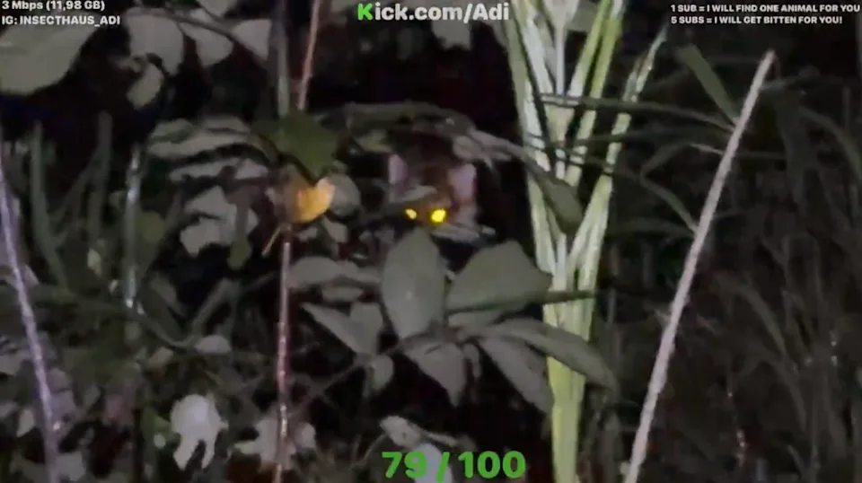 YouTuber Escapes Close Call with Tiger While Hunting Insects at Night 1 photo 1757475419998 175747542026564062256 1757476110996 17574761150742050982640 1757651849938 1757651850257804680832