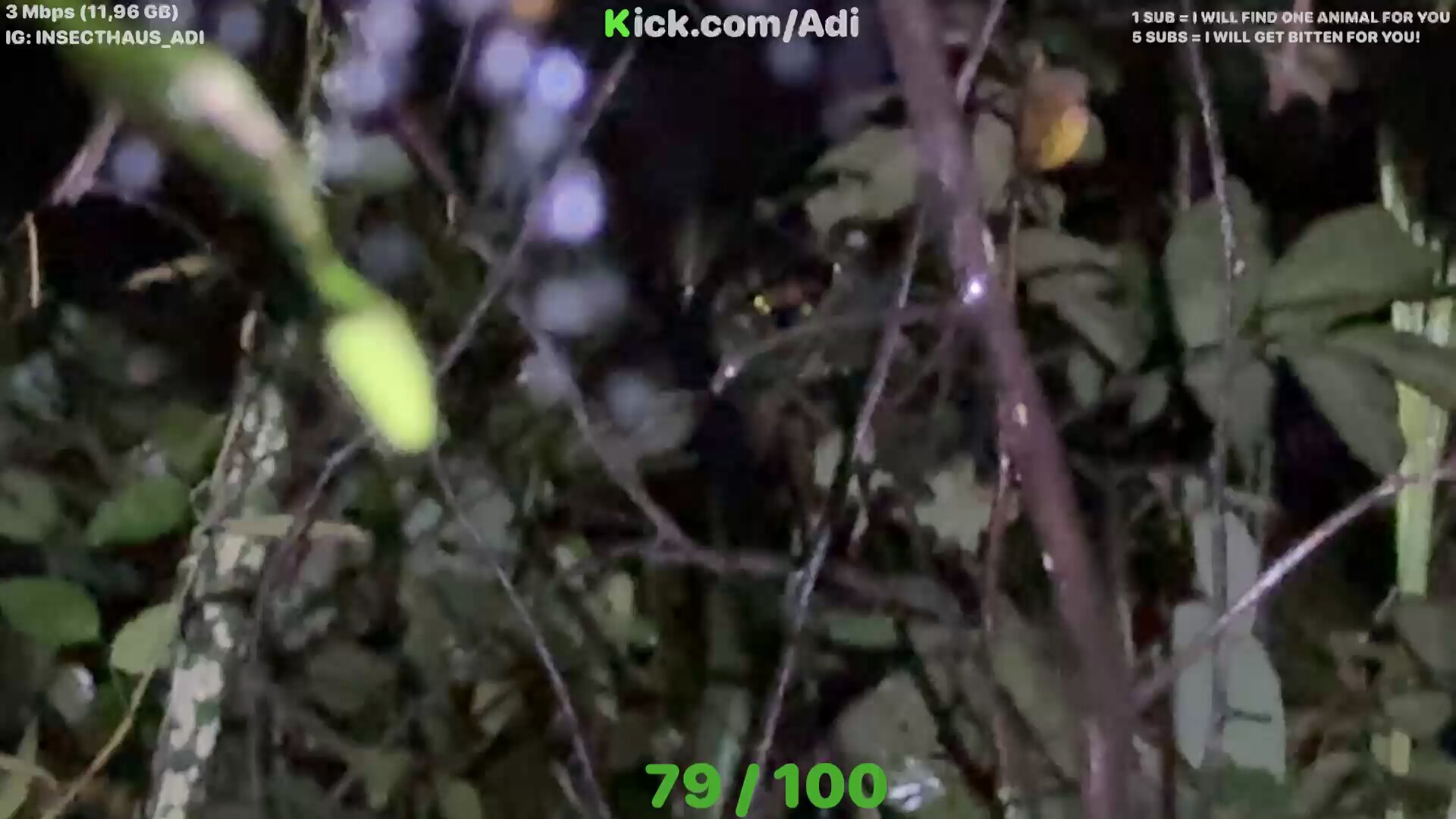 YouTuber Escapes Close Call with Tiger While Hunting Insects at Night 2 photo 1757475555541 17574755558511352982250 1757476116360 1757476116930129584090 1757651852726 17576518536352048609643